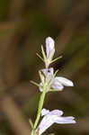 Canby's lobelia